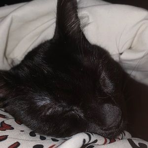 Meet your Posher, Sheline